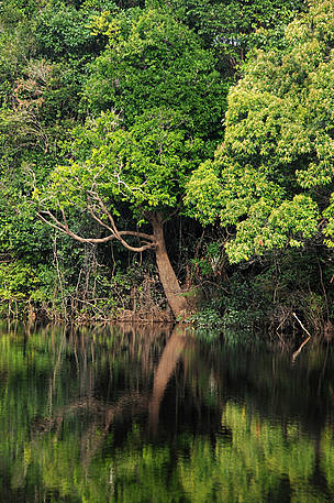 Vegetação de igapó, típica da Amazônia
© WWF-Brasil/Zig Koch
© WWF-Brasil/Zig Koch