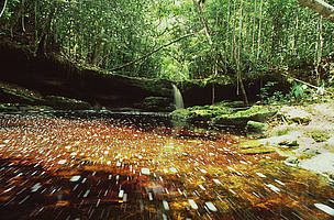 Parque Nacional do Jaú.
© Juan Pratginestos/ WWF Parque Nacional do Jaú.
© Juan Pratginestos/ WWF