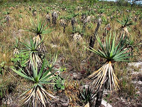 Cerrado vegetation at Chapada dos Veadeiros.
© Aldem Bourscheit / WWF-Brasil Chapada rel=