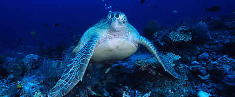 Hawksbill
© WWF Sea turtle under water rel=