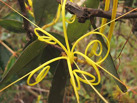 Cerrado flower
© Aldem Bourscheit/WWF-Brasil Flor do Cerrado. rel=