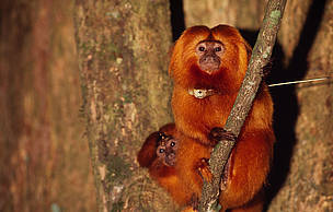 A preservação do mico-leão-dourado, cujo o habitat é a Mata Atlântica, deu início às atividades da ...
© WWF / Juan PRATGINESTOS
© WWF / Juan PRATGINESTOS