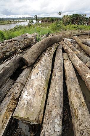 A exploração predatória de madeira é um dos maiores problemas ambientais do Sul do Amazonas