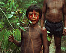 Indígenas Kayapó com planta medicinal