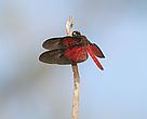 A delicada libélula é um bom exemplo da beleza do médio rio Negro