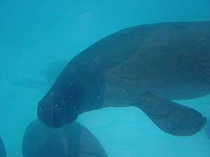 The Amazonian manatee is currently listed as a species under threat of extinction: captivity can be his last refugee.