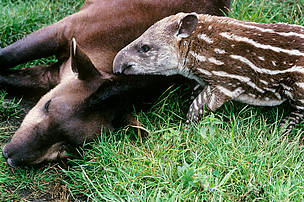 Brazilian tapir, Tapirus terrestris, a
threatened species.
