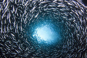 Certas populações de peixes apresentaram declínio de até 75%, mostra estudo da Rede WWF