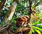 Jupará, mamífero que encontrado no Parque Nacional Montanhas do Tumucumaque. 