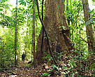Interior da Floresta Estadual do Amapá