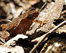 Perereca (Rhinella gr. margarititera) encontrada no Parque Nacional Serra do Pardo. 