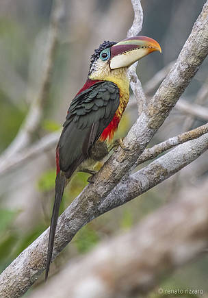Mais de 600 espécies diferentes de aves podem ser observadas no norte e no noroeste do Mato Grosso - praticamente um terço do total de pássaros registrados no Brasil