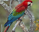 A arara-vermelha (Ara Macaw) é um dos animais mais famosos da Amazônia