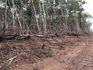 Área desmatada na comunidade de Panelas, às margens do rio Roosevelt, no norte do Mato Grosso