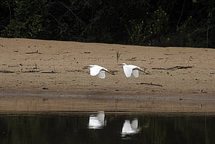 Aves no rio Madeirinha. Expedição Guariba-Roosevelt 2010.