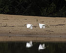 Aves no rio Madeirinha. Expedição Guariba-Roosevelt 2010.