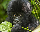 Bebê gorila, Parque Nacional Virunga, Bukina, República Democrática do Congo 