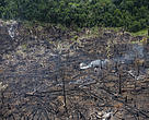 Desmatamento e queimada na Amazônia
