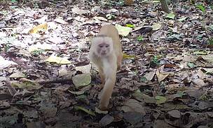 O macaco-cairara (Cebus albifrons) é um dos primatas encontrados no interior da Reserva Extrativista (Resex) Chico Mendes, no Acre