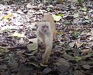 O macaco-cairara (Cebus albifrons) é um dos primatas encontrados no interior da Reserva Extrativista (Resex) Chico Mendes, no Acre