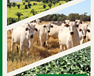 Agribusiness Receivables Certificates – Green CRAs. Encouraging more responsible practices in commodity production in Brazil

