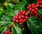 O café responde por 10% da pauta brasileira de exportações