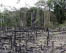 Área desmatada na colocação Adonias. Expedição Guariba-Roosevelt 2010.