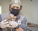 Osvaldo Gajardo, do WWF-Brasil, esteve no Cras acompanhando o trabalho de tratamento dos animais feridos