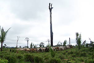 Desmatamento na TI Uru-Eu-Wau-Wau
