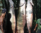 Pirarucu pescado nos lagos do município de Feijó, no Acre