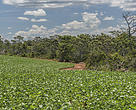 Cerrado is the biome that registers the highest rate of deforestation in Brazil