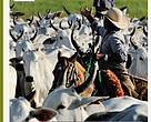Estudo de caso sobre os projetos de boas práticas pecuárias no Cerrado e Pantanal