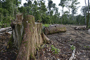 O desmatamento na Amazônia Legal aumentou 64% nos primeiros sete dias de maio de 2020