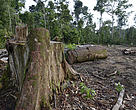 O desmatamento na Amazônia Legal aumentou 64% nos primeiros sete dias de maio de 2020