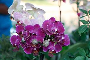 Flores e plantas decorativas como orquídeas, azaleias, suculentas, cactos e gloxínias também estavam à venda na feira