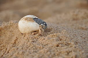 Filhote de tartaruga-da-Amazônia sai do ovo no Tabuleiro do Embaubal, Pará, Brasil.