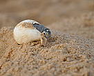 Filhote de tartaruga-da-Amazônia sai do ovo no Tabuleiro do Embaubal, Pará, Brasil.