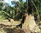 Árvore cortada em área desmatada, com a floresta ao fundo.