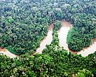O manejo florestal contribui para a conservação dos ecossistemas na Amazônia