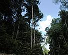 O manejo florestal assegura a manutenção da floresta e dos serviços ambientais
