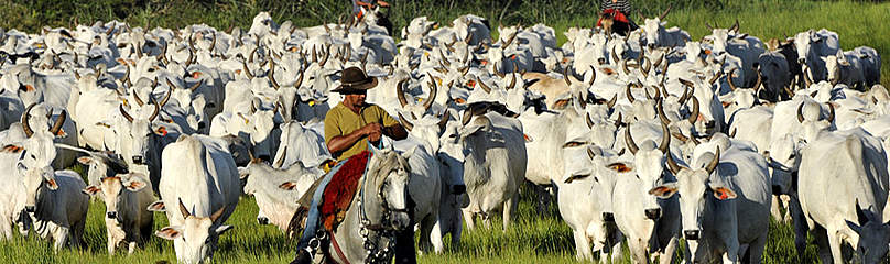Organic Cattle ranching 
© WWF-Brazil/Adriano Gambarini