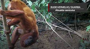 
O macaco guariba ou bugio-vermelho (Alouatta seniculus) pesa entre 4 e 9 quilos e tem comprimento de 57 a 72 centímetros – os machos geralmente são maiores. 