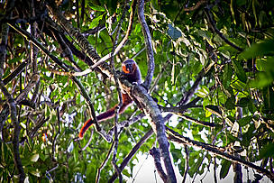 Primata ainda não descrito pela Ciência, pertencente ao gênero Callicebus e vulgarmente conhecido como zogue-zogue, coletado durante expedição Guariba-Roosevelt 2010.