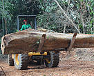 Em Rio Branco, a Cooperativa Central de Comercialização Extrativista do Acre (Cooperacre) realiza o manejo sustentável da madeira