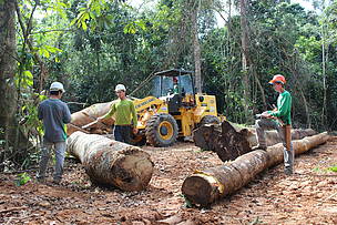 O setor florestal pode vir a ser uma importante fonte de recursos para o Amazonas