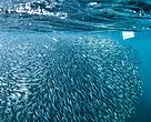 Copo descartável divide espaço com cardume de sardinhas na Praia do Porto, em Fernando de Noronha