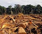 O Brasil está viabilizando uma ferramenta inédita em nível global, capaz de monitorar o desmatamento, ajudar a conservar e recuperar a vegetação nativa e melhorar a gestão de uso da terra em áreas particulares, garantindo a adequação delas à legislação ambiental.