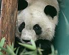 No Ano Internacional da Biodiversidade, a ursa panda Mei Lan, Embaixadora Mundial da Hora do Planeta. também simboliza a importância de protegermos ecossistemas e espécies. 