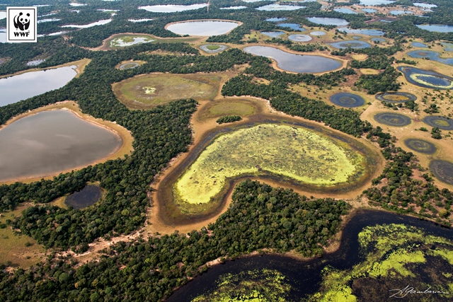 WWF working to conserve the Pantanal | WWF Brasil