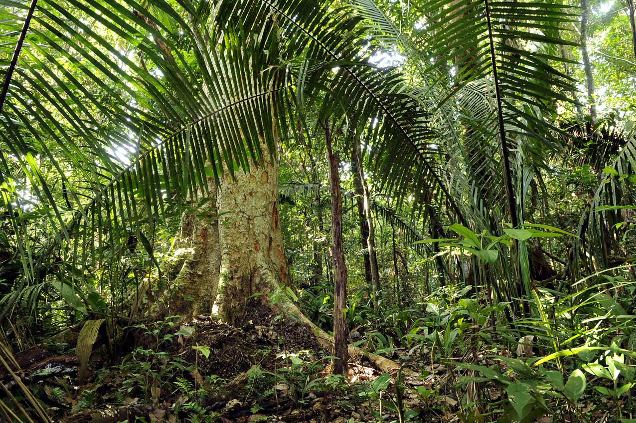 Países afirmam interesse em cooperação para conservação das florestas  tropicais | WWF Brasil